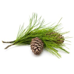 Kedro eterinis aliejus 10 ml