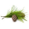 Kedro eterinis aliejus 10 ml