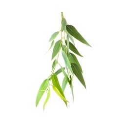 Eukaliptų eterinis aliejus 10 ml