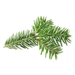Eglės spyglių eterinis aliejus 10 ml