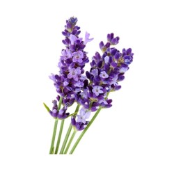 Levandų eterinis aliejus 10 ml