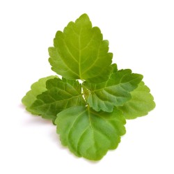 Pačiulių eterinis aliejus 10 ml