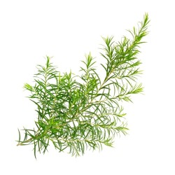 Arbatmedžių eterinis aliejus 10 ml
