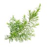 Arbatmedžių eterinis aliejus 10 ml